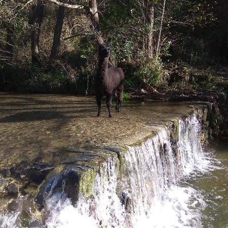 Chambre Cévennes: Piscine, lamas, rivière Cros  Extérieur photo