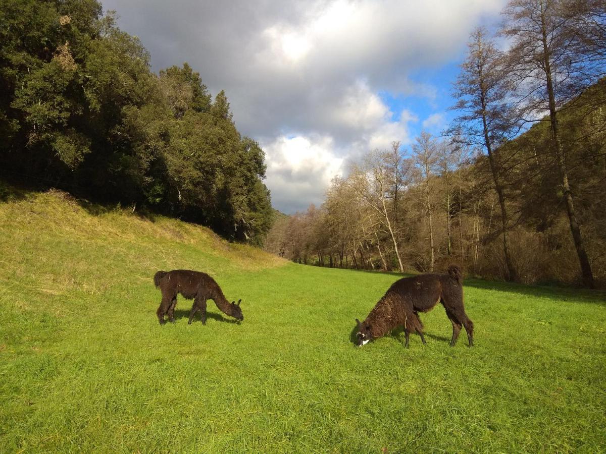 Chambre Cévennes: Piscine, lamas, rivière Cros  Extérieur photo