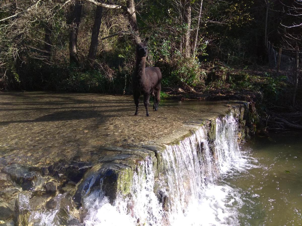 Chambre Cévennes: Piscine, lamas, rivière Cros  Extérieur photo