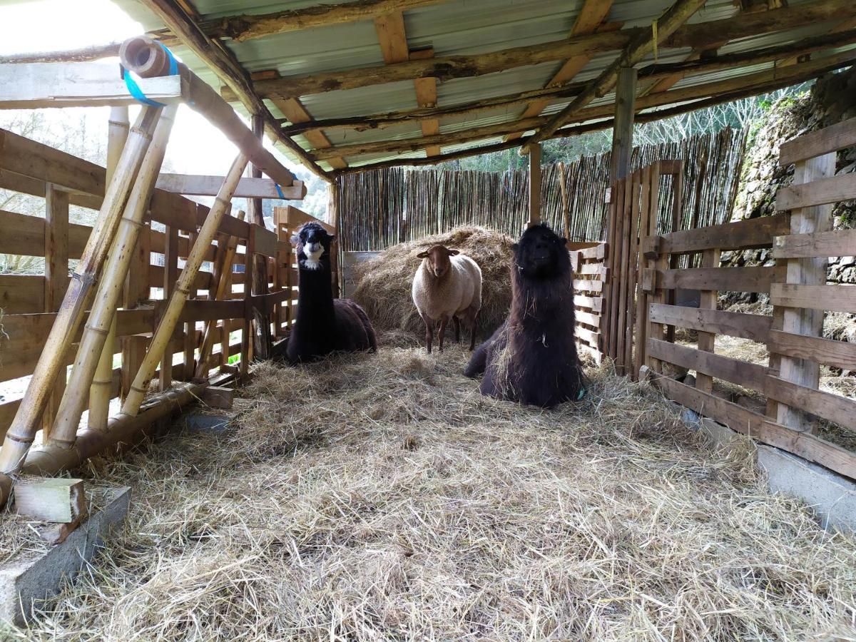 Chambre Cévennes: Piscine, lamas, rivière Cros  Extérieur photo