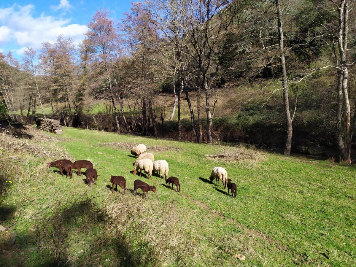 Chambre Cévennes: Piscine, lamas, rivière Cros  Extérieur photo
